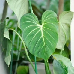 Philodendron Gloriosum - Samtblätter fürs Wohnzimmer