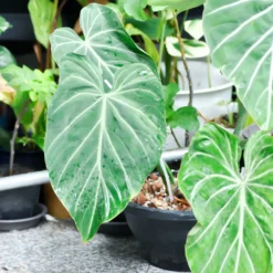 Philodendron Gloriosum - Samtblätter fürs Wohnzimmer
