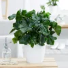 Philodendron Monstera Atom - Glänzend gewellt, sofort schön
