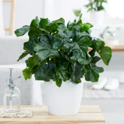 Philodendron Monstera Atom - Glänzend gewellt, sofort schön