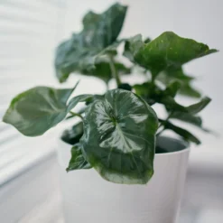 Philodendron Monstera Atom - Glänzend gewellt, sofort schön