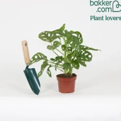 Philodendron Monstera Monkey Mask - Dschungel-Look sofort