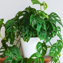 Philodendron Monstera Monkey Mask - Dschungel-Look sofort