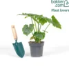 Philodendron Monstera Shangri La - Dschungel-Look ohne Aufwand