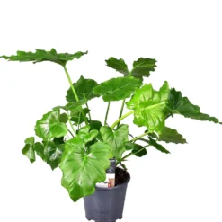Philodendron Monstera Shangri La - Dschungel-Look ohne Aufwand