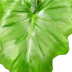 Philodendron Monstera Shangri La - Dschungel-Look ohne Aufwand