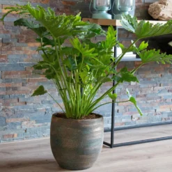 Philodendron Monstera Shangri La - Dschungel-Look ohne Aufwand
