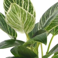 Philodendron Monstera White Wave - Gewelltes Blatt, edler Look