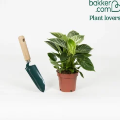 Philodendron Monstera White Wave - Gewelltes Blatt, edler Look