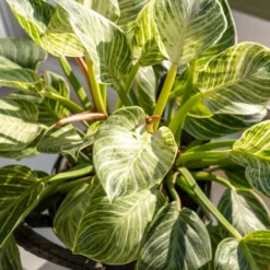 Philodendron Monstera White Wave - Gewelltes Blatt, edler Look