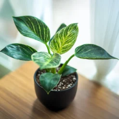 Philodendron Monstera White Wave - Gewelltes Blatt, edler Look