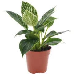 Philodendron Monstera White Wave - Gewelltes Blatt, edler Look