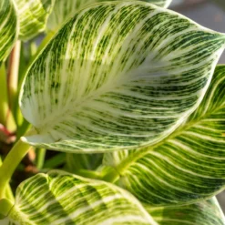 Philodendron Monstera White Wave - Gewelltes Blatt, edler Look