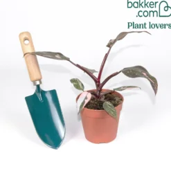 Philodendron Pink Princess - Blätter in echtem Rosa