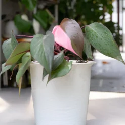 Philodendron Pink Princess - Blätter in echtem Rosa