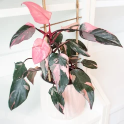 Philodendron Pink Princess - Blätter in echtem Rosa