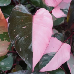 Philodendron Pink Princess - Blätter in echtem Rosa