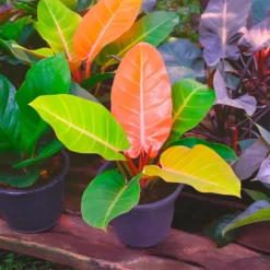 Philodendron Prince of Orange - Blätter in leuchtendem Orange