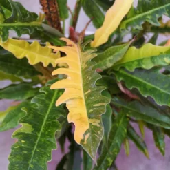 Philodendron Ring of Fire - Feurige Blätter, easy Pflege
