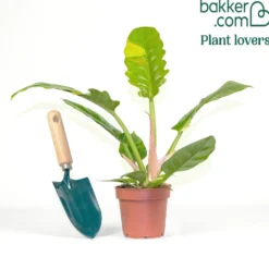 Philodendron Ring of Fire - Feurige Blätter, easy Pflege