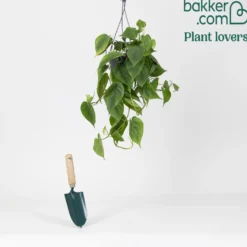 Philodendron scandens - Grüne Kaskade im Nu