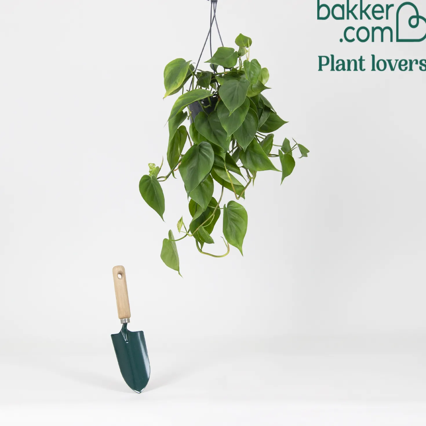 Philodendron scandens - Grüne Kaskade im Nu