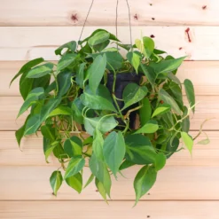 Philodendron scandens - Grüne Kaskade im Nu