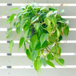 Philodendron scandens - Grüne Kaskade im Nu