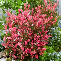 Photinia fraseri Little Fenna - Rote Blätter, sofort schön