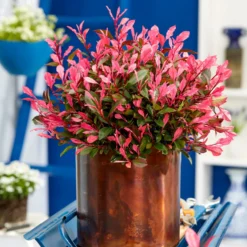 Photinia fraseri Little Fenna - Rote Blätter, sofort schön