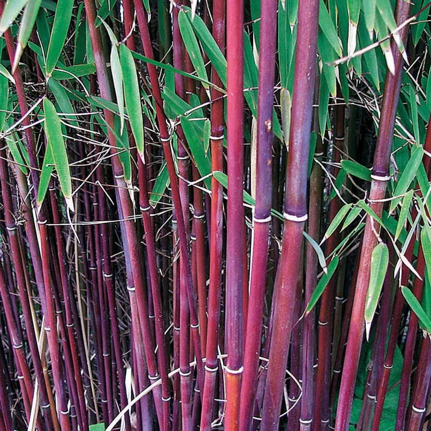 Phyllostachys-Bambus-Kollektion (x3) - Dekorative Bambusarten, Windschutz