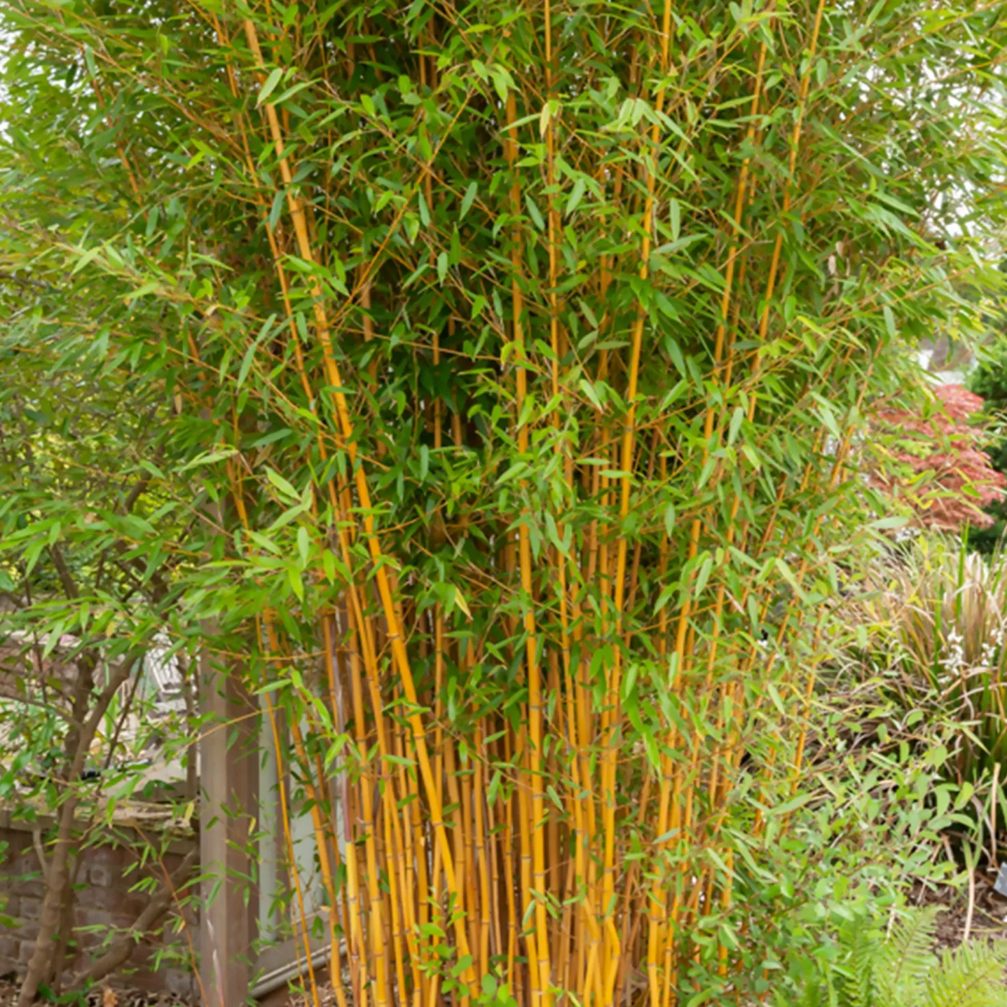 Phyllostachys-Bambus-Kollektion (x3) - Dekorative Bambusarten, Windschutz