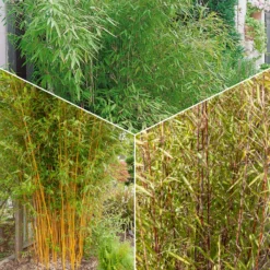 Phyllostachys-Bambus-Kollektion (x3) - Dekorative Bambusarten, Windschutz