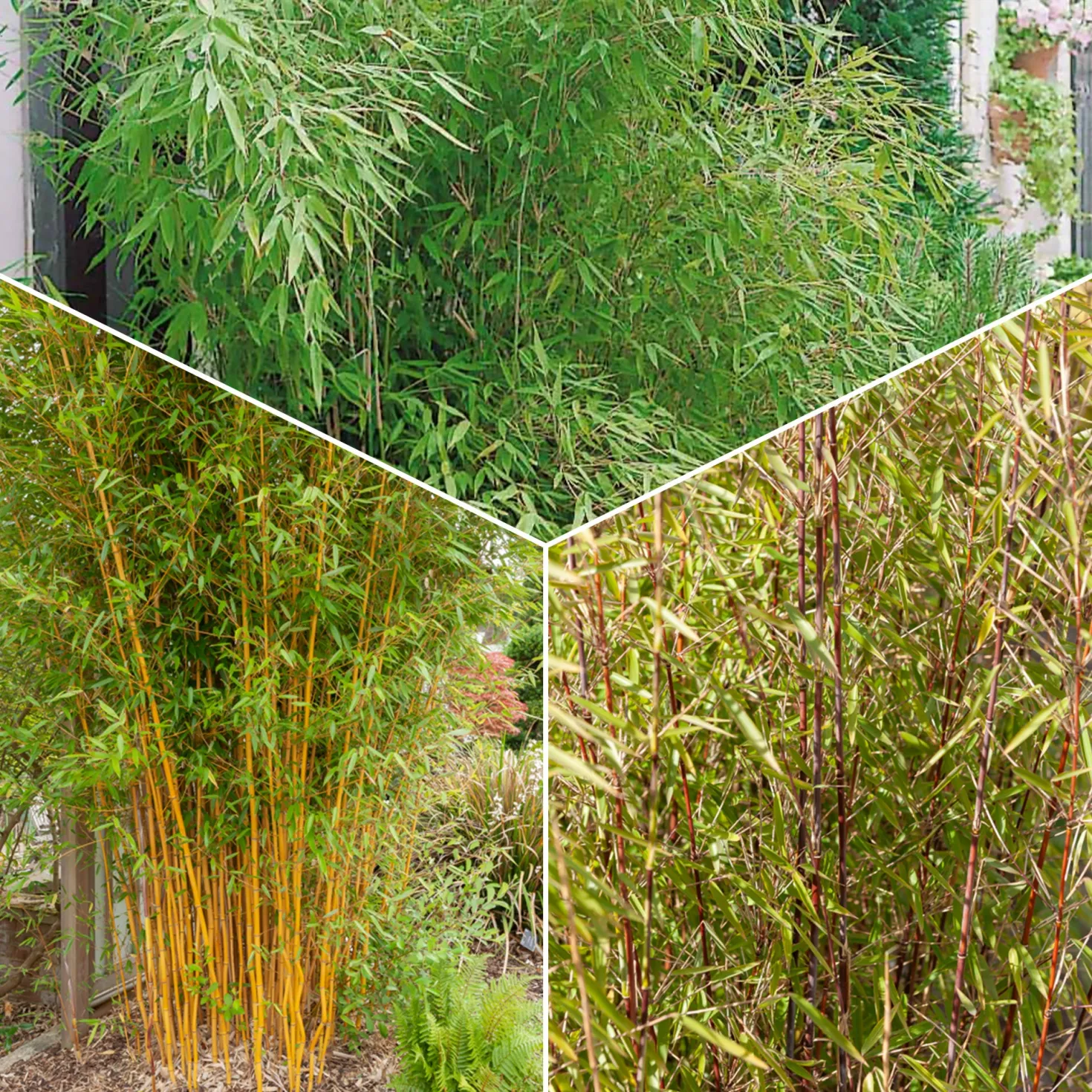 Phyllostachys-Bambus-Kollektion (x3) - Dekorative Bambusarten, Windschutz