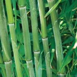 Phyllostachys-Bambus-Kollektion (x3) - Dekorative Bambusarten, Windschutz