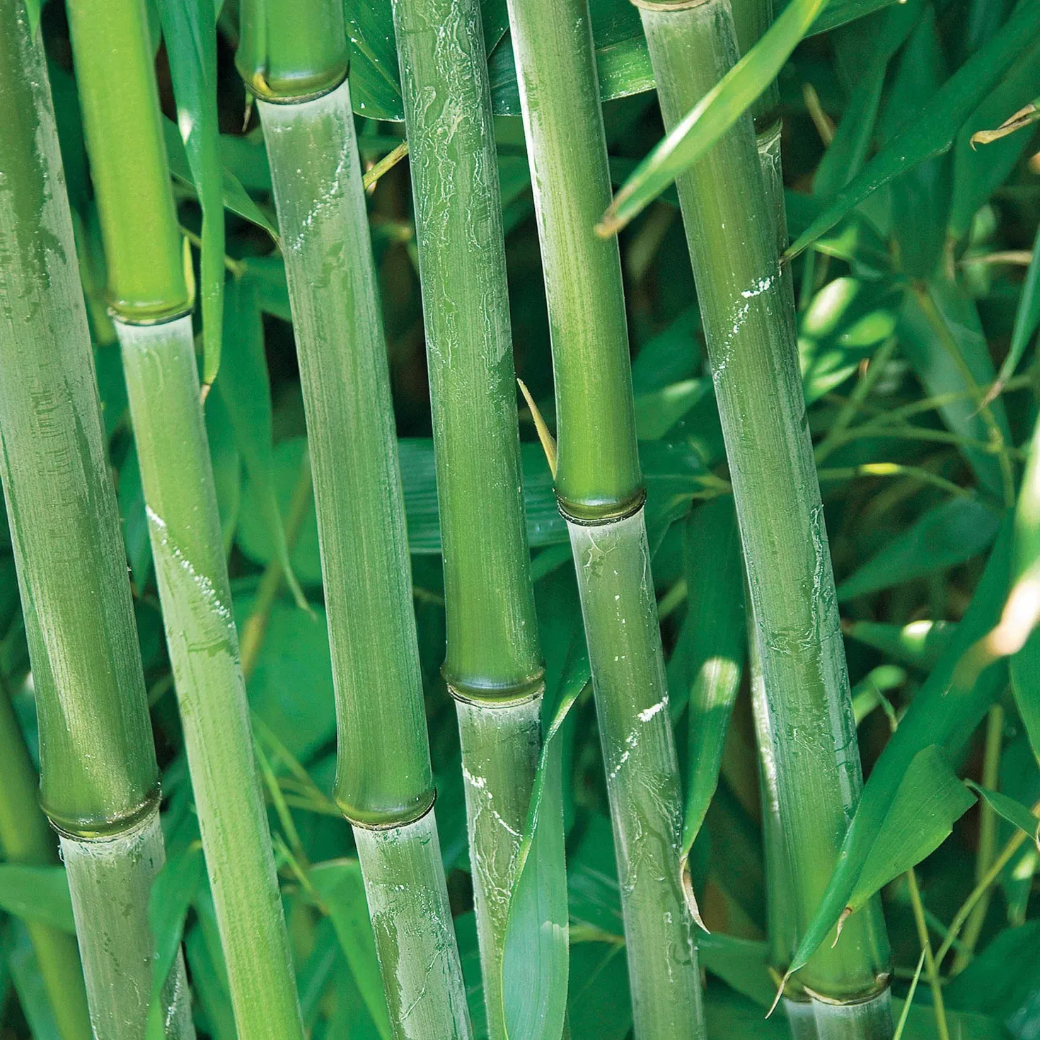 Phyllostachys-Bambus-Kollektion (x3) - Dekorative Bambusarten, Windschutz