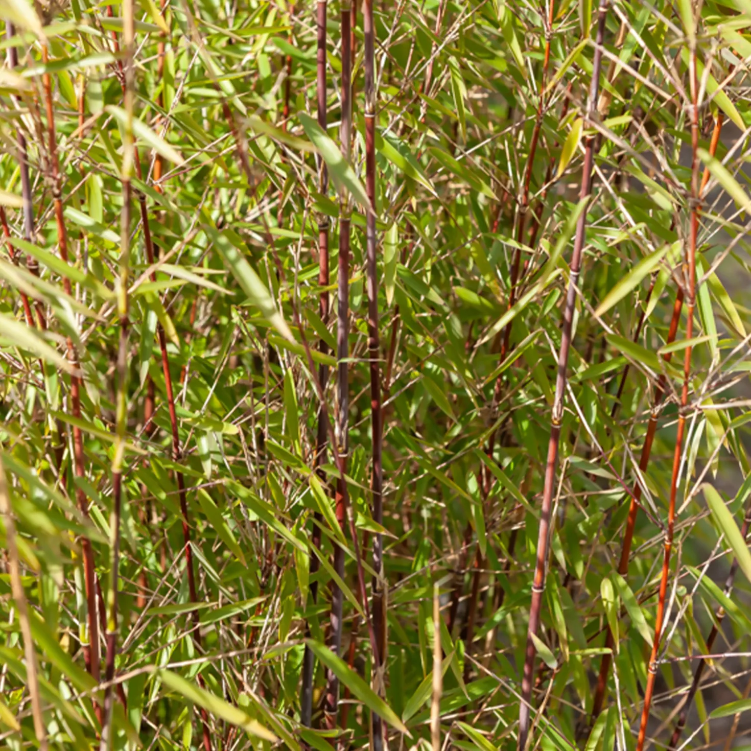 Phyllostachys-Bambus-Kollektion (x3) - Dekorative Bambusarten, Windschutz