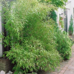 Phyllostachys-Bambus-Kollektion (x3) - Dekorative Bambusarten, Windschutz