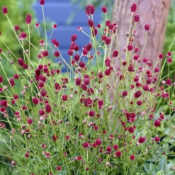 Pimpinelle officinale Tanna - Rote Blütenkerzen im Nu