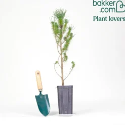 Pinie - Mediterranes Flair sofort