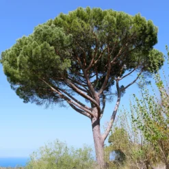 Pinie - Mediterranes Flair sofort