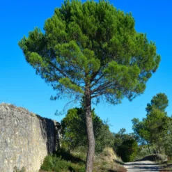 Pinie - Mediterranes Flair sofort