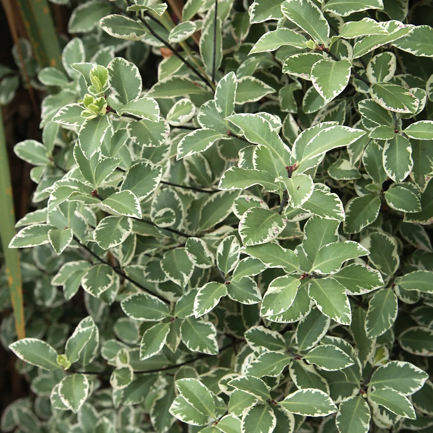 Pittosporum 'Variegatum' - Sofort helles Blattwerk