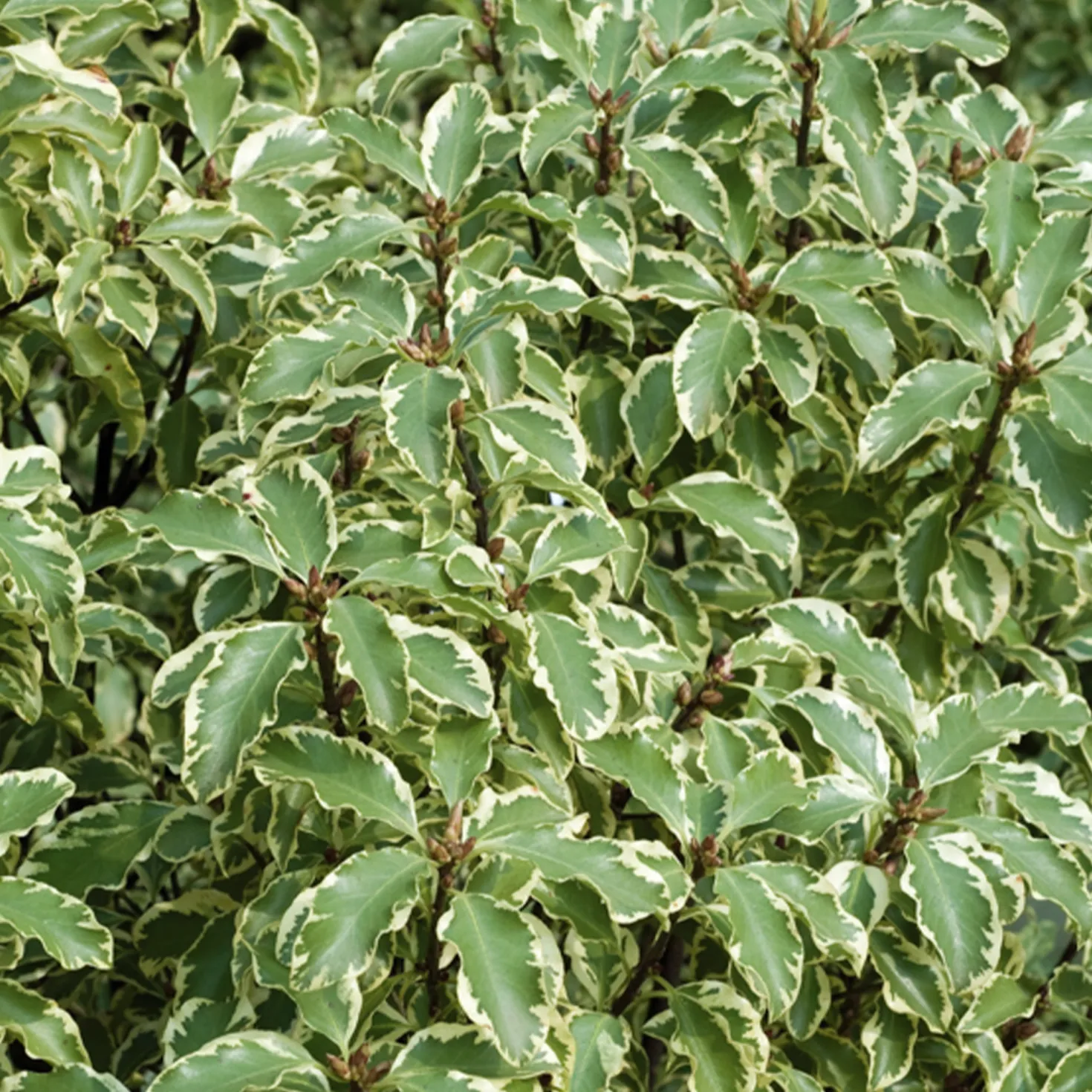 Pittosporum 'Variegatum' - Sofort helles Blattwerk