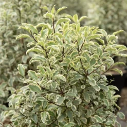 Pittosporum 'Variegatum' - Sofort helles Blattwerk