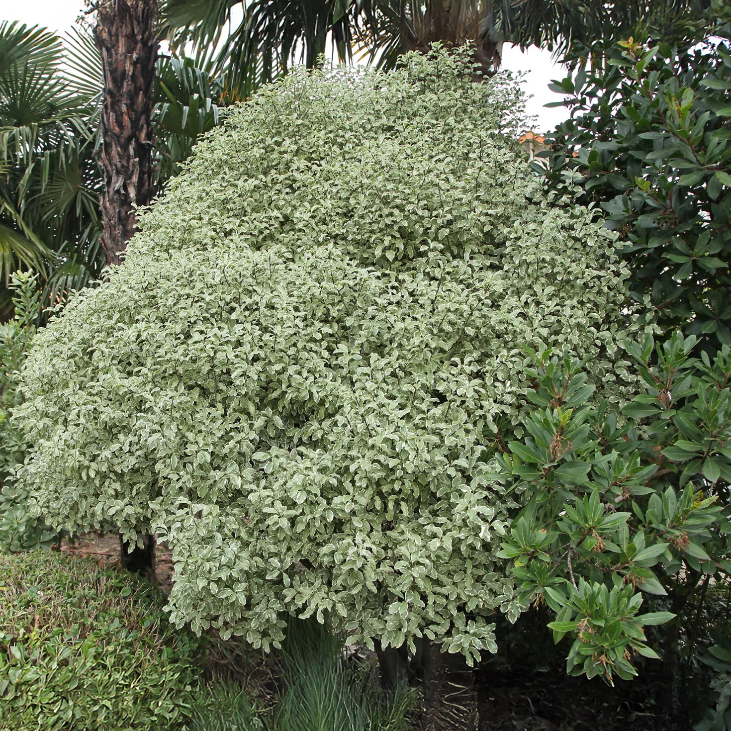 Pittosporum 'Variegatum' - Sofort helles Blattwerk