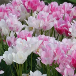 Pluriflores-Tulpen Candy Club - Ein Stiel, viele Blüten