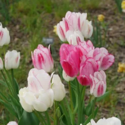 Pluriflores-Tulpen Candy Club - Ein Stiel, viele Blüten