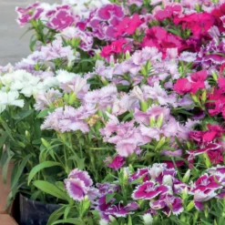 Poetennelken in einer Mischung (x3) - Bunte Blüten, ganz leicht