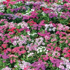 Poetennelken in einer Mischung (x3) - Bunte Blüten, ganz leicht